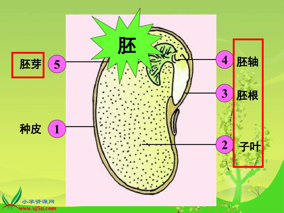 （青岛版）五年级科学下册课件种子发芽了6_第3页