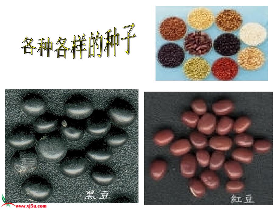 （教科版）三年级科学下册课件种子变成了幼苗3_第3页