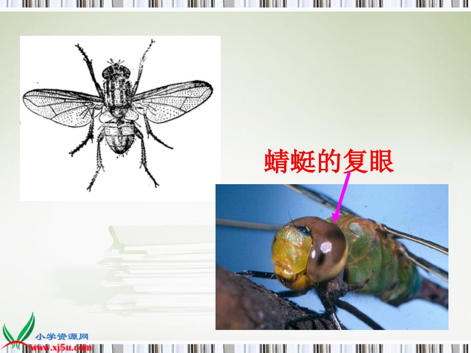 （教科版）六年级科学下册课件放大镜下的昆虫世界2_第2页