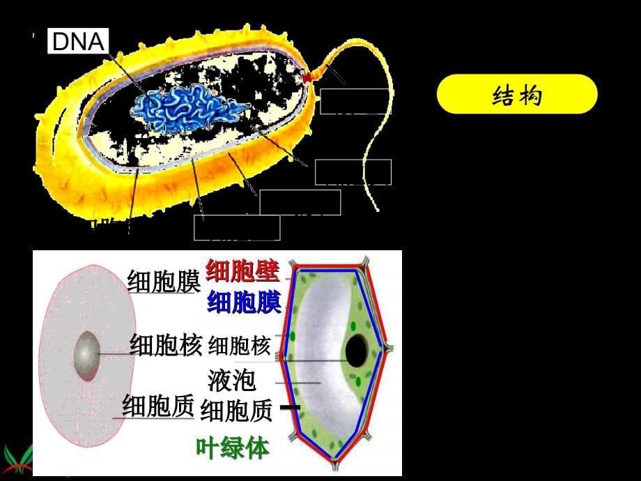 （青岛版五年制）五年级科学上册课件细菌3_第5页