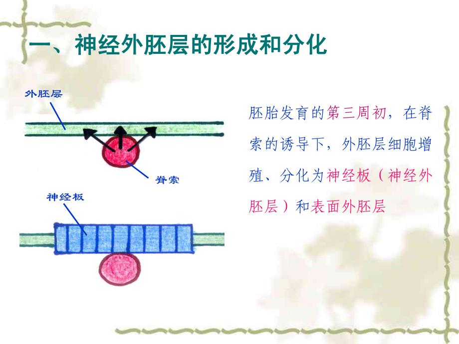 神经系统的发生_第3页