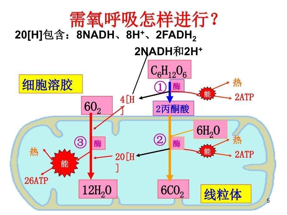 浙江省温州市平阳三中2012-2013学年高二生物《34细胞呼吸》课件_第5页