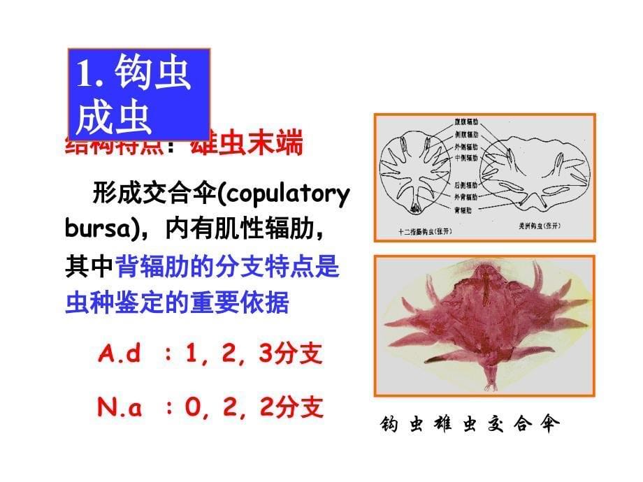 寄生虫图片1_第5页