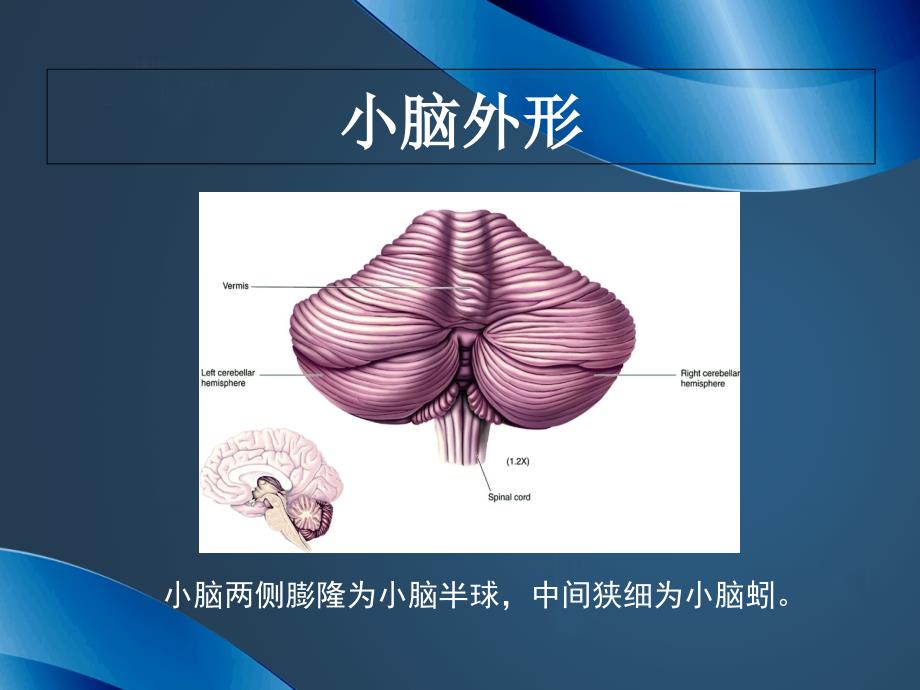 急性小脑炎2_第2页