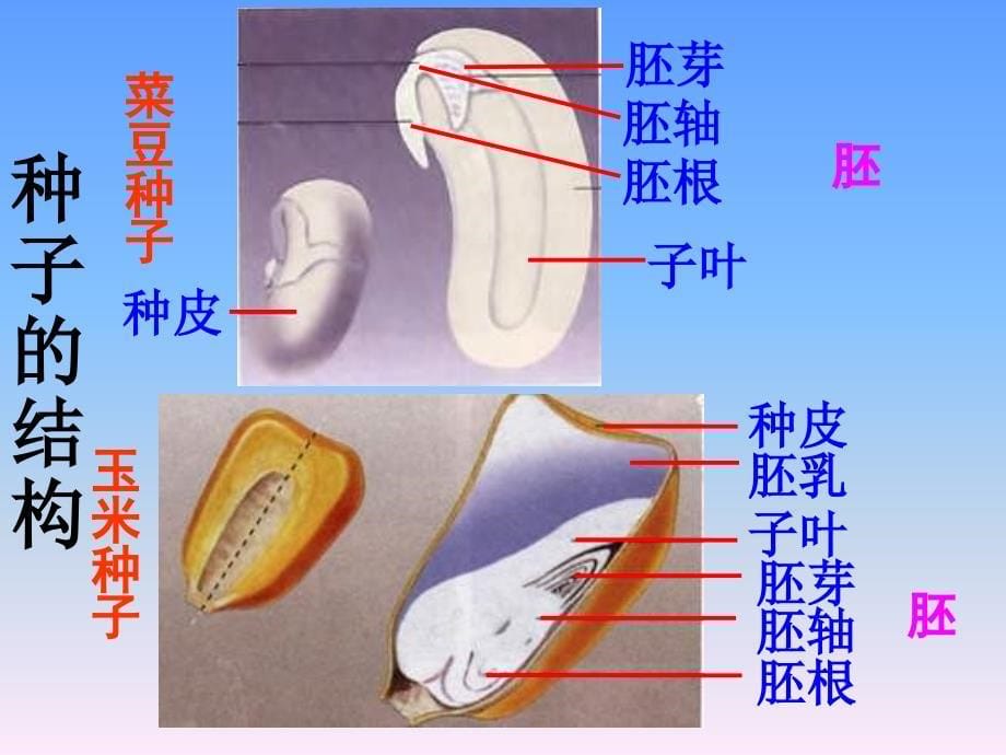 四年级下科学课件（A）-种子发芽了_青岛版_第5页