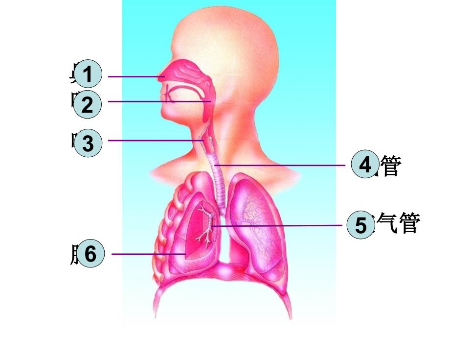人体细胞获得氧气的过程ppt课件_第4页
