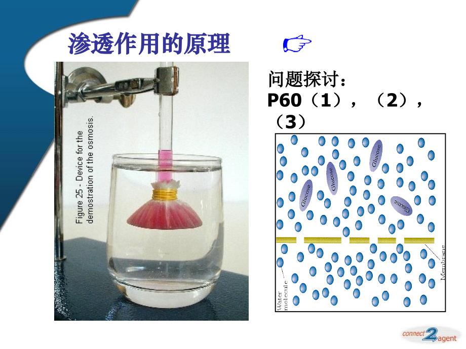 生物高中必修1第四章第一节第一课时课件1_第3页