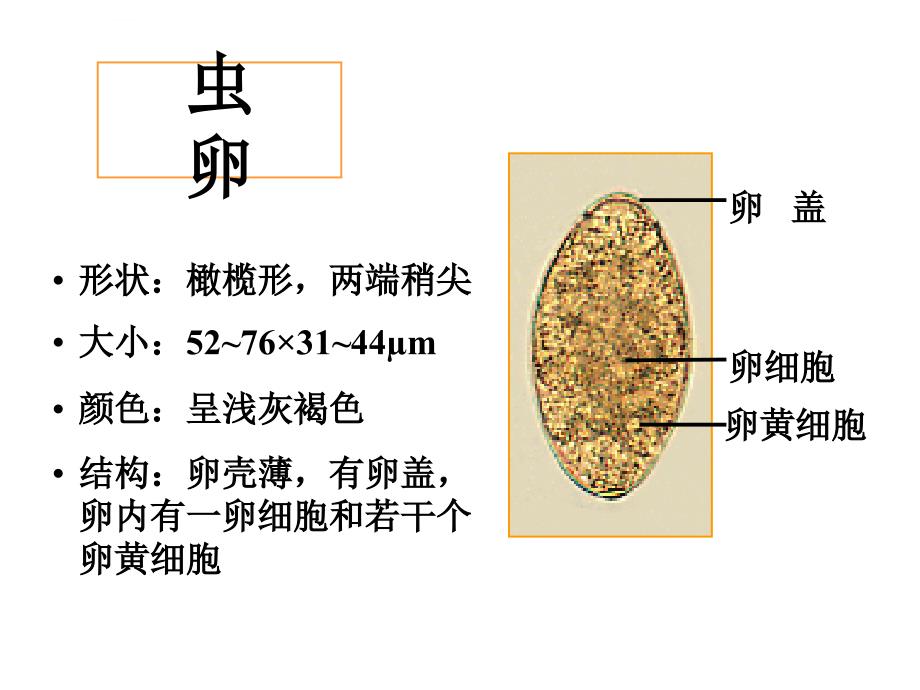 寄生虫标本片（精品）ppt课件_第3页