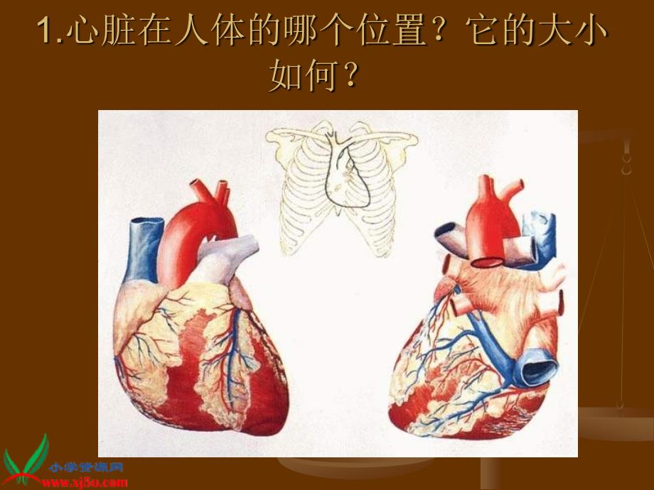 【青岛版】五年级科学下册课件心脏和血管1_第2页