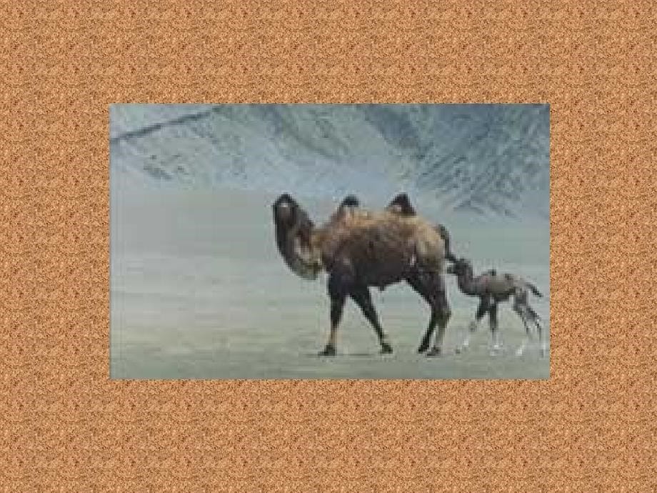 人教版语文小学三年级上册《找骆驼ppt课件_第5页