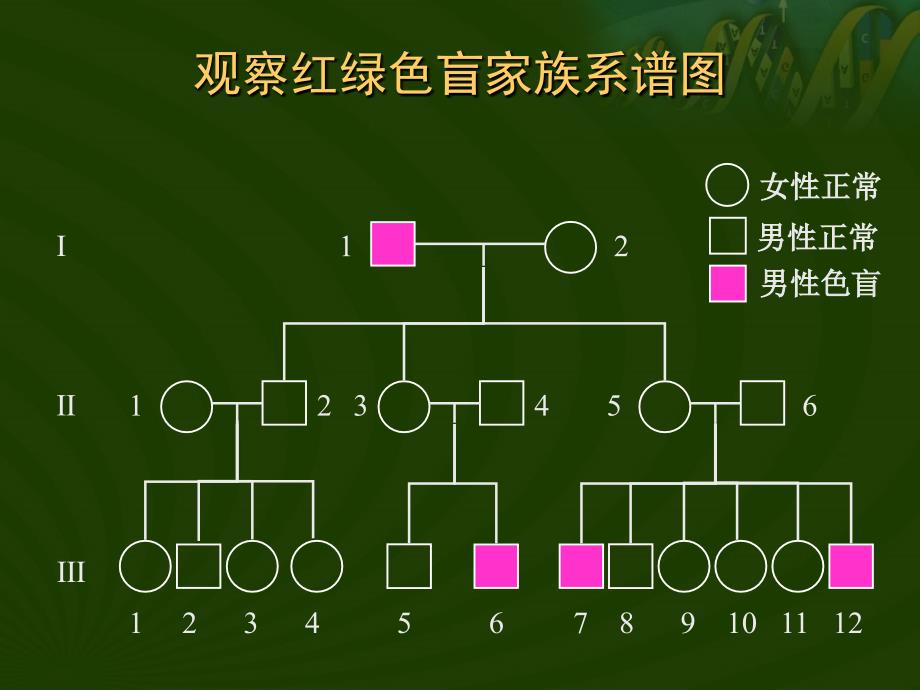 用顺推的方式分析人类红绿色盲_第2页