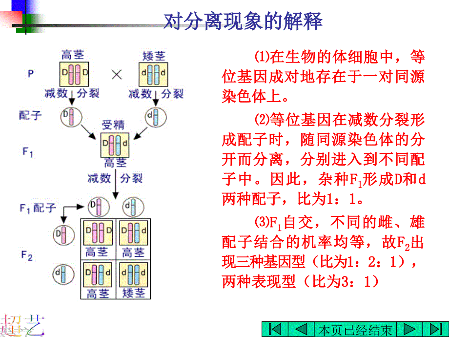 基因的分离规律——_第4页