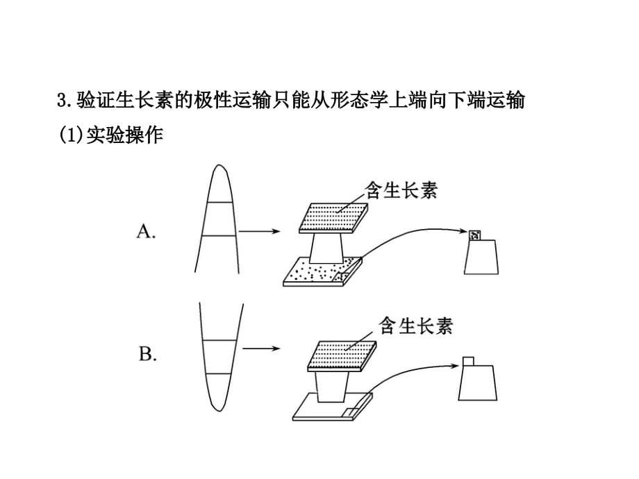 2012高考生物世纪金榜二轮复习精品课件专题五生命活动的调节_3_第5页