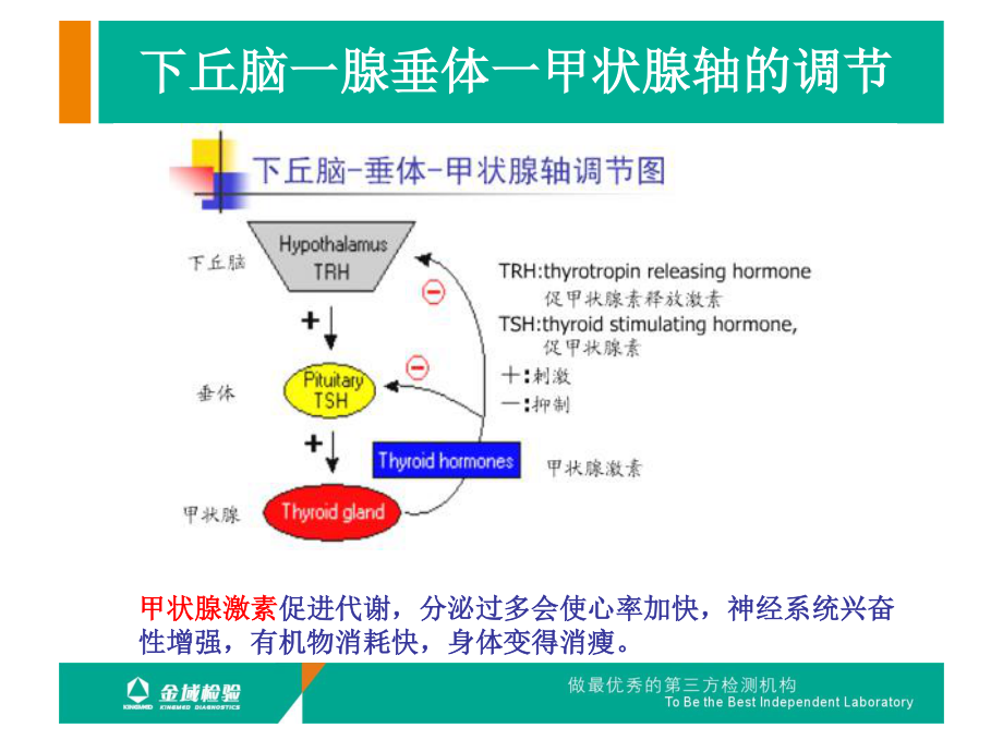 张家口-甲功、性腺功能-骨代谢-肾上腺课件_第3页