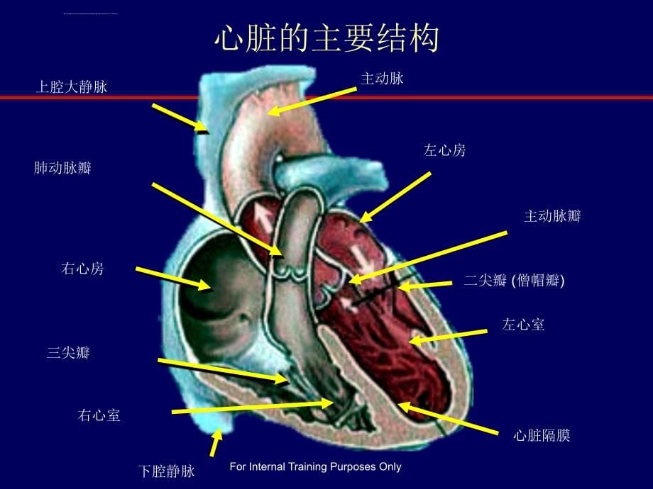 冠心病基础知识ppt课件_第5页