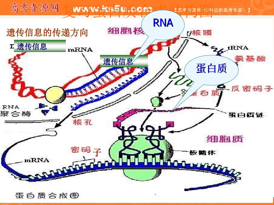 内蒙古海拉尔三中高一生物《4.2基因对性状的控制》课件_第2页