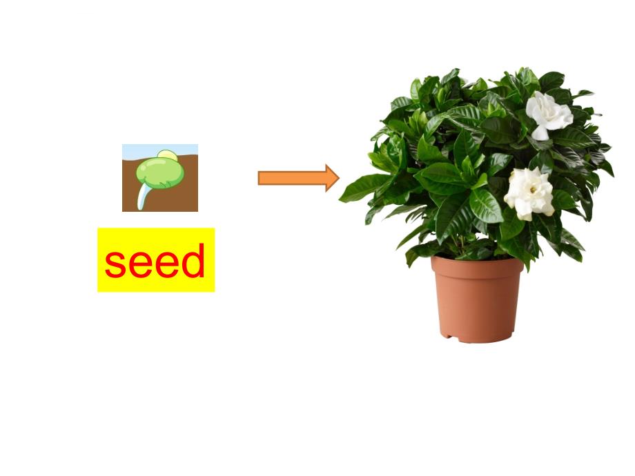 《unit6plants课件》小学英语深港版英语四年级下册课件_第3页