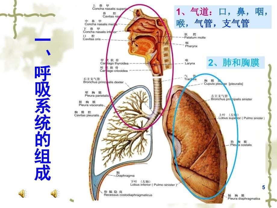 急救呼吸系统课件_第5页