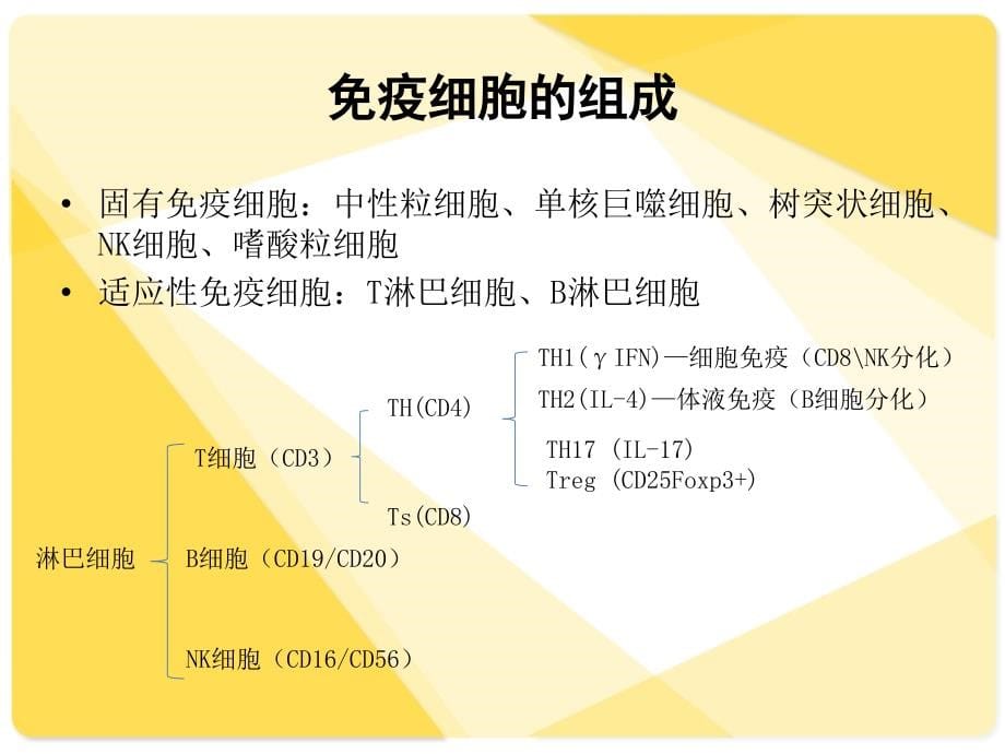 谈珍免疫及儿童原发性免疫缺陷病课件_第5页