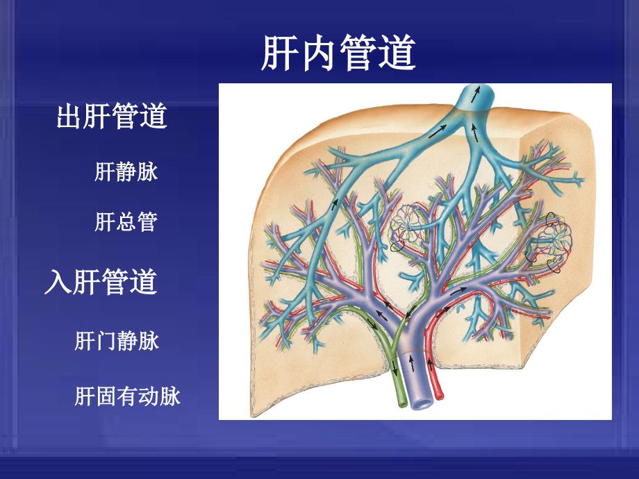 肝内管道、淋巴及神经解剖课件(自己做的)_第4页