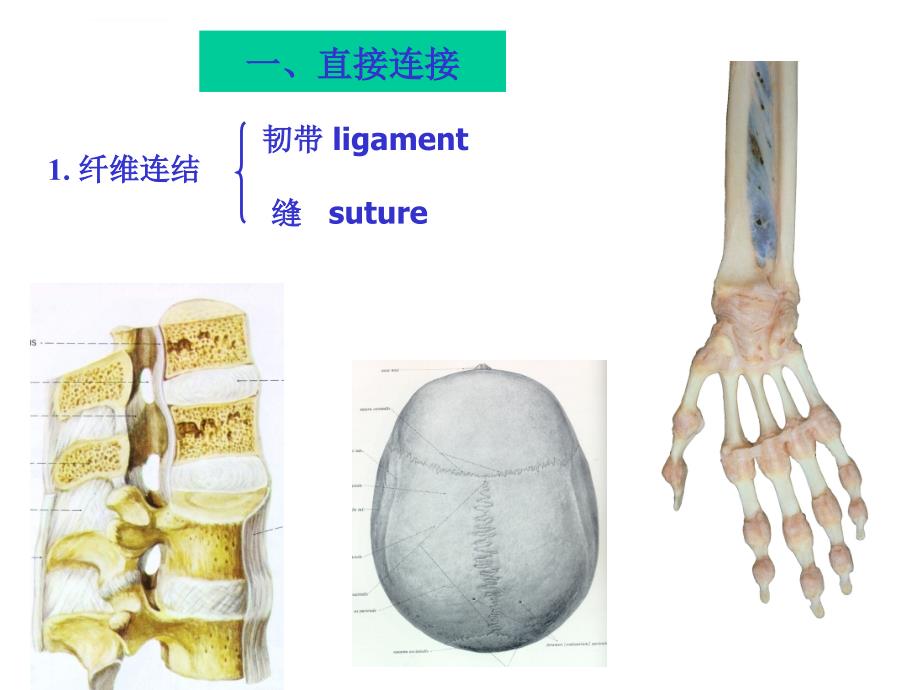 关节学课件_第3页