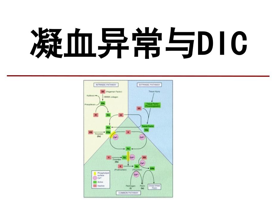 凝血异常与dic课件_第1页