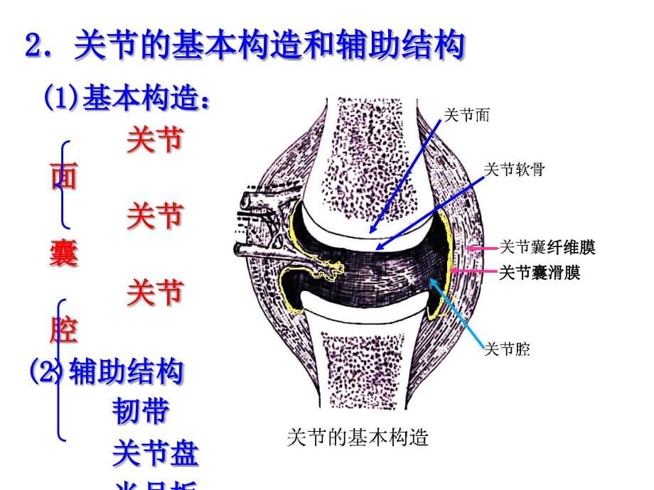 a6关节总论及各论课件_第5页