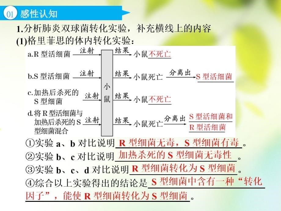 2019版高考生物一轮复习第2部分遗传与进化第二单元基因的本质与表达第1讲dna是主要的遗传物质课件_第5页