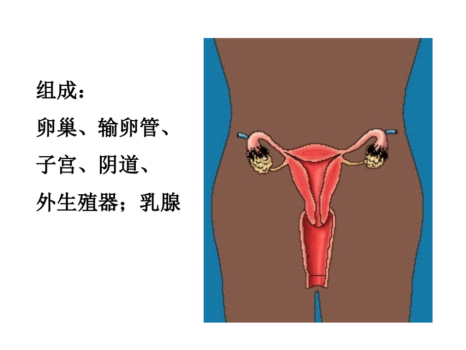女性生殖系统课件_第2页