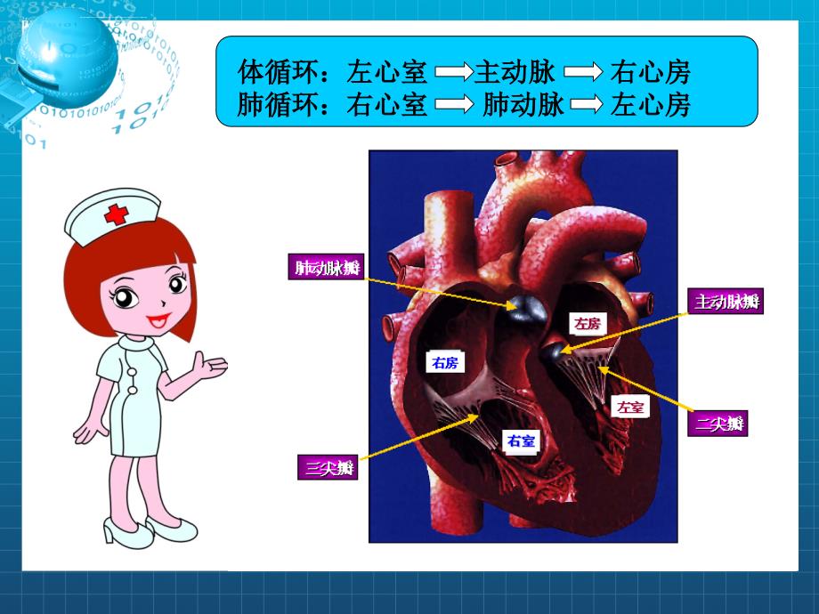 风湿性心脏瓣膜病病人的护理最后版本课件_第2页