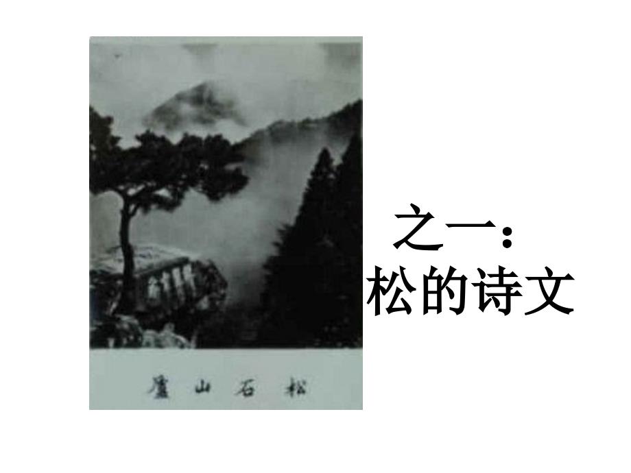青松有本格，疾风显劲节松的图文专辑之一、之二_第2页