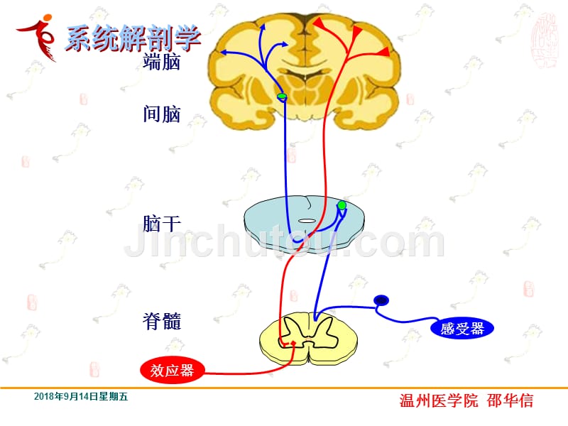 邵华信-神经系统的传导通路_第3页