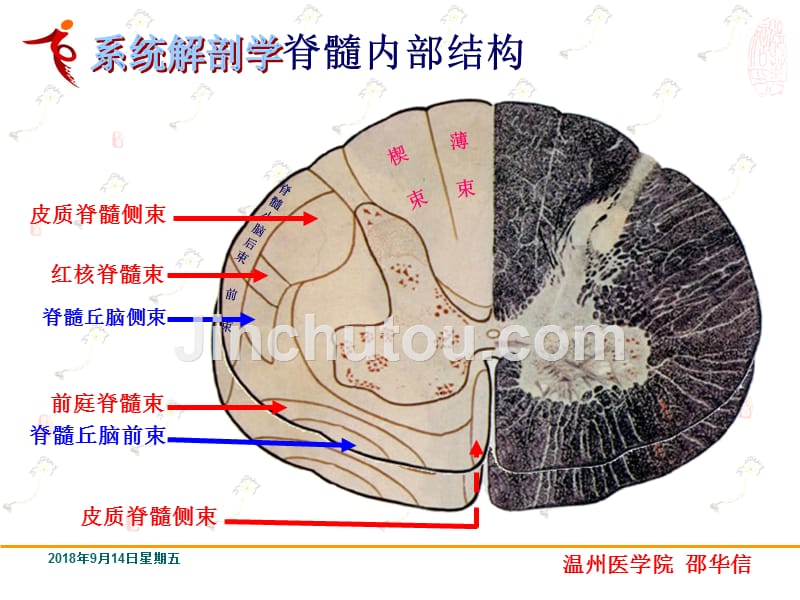 邵华信-神经系统的传导通路_第4页