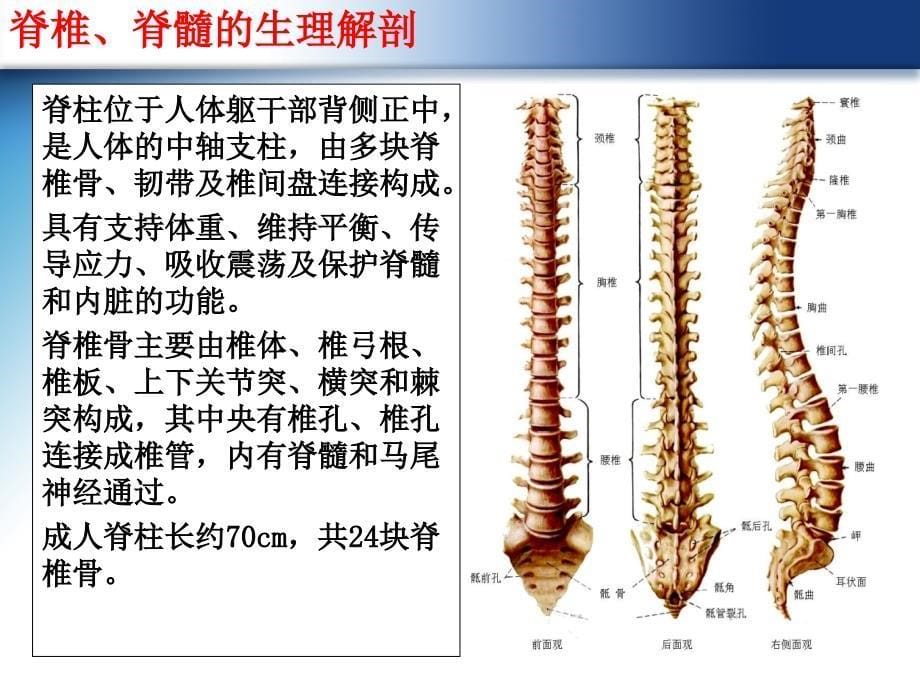 脊椎骨折及脊髓损伤的护理课件_第5页