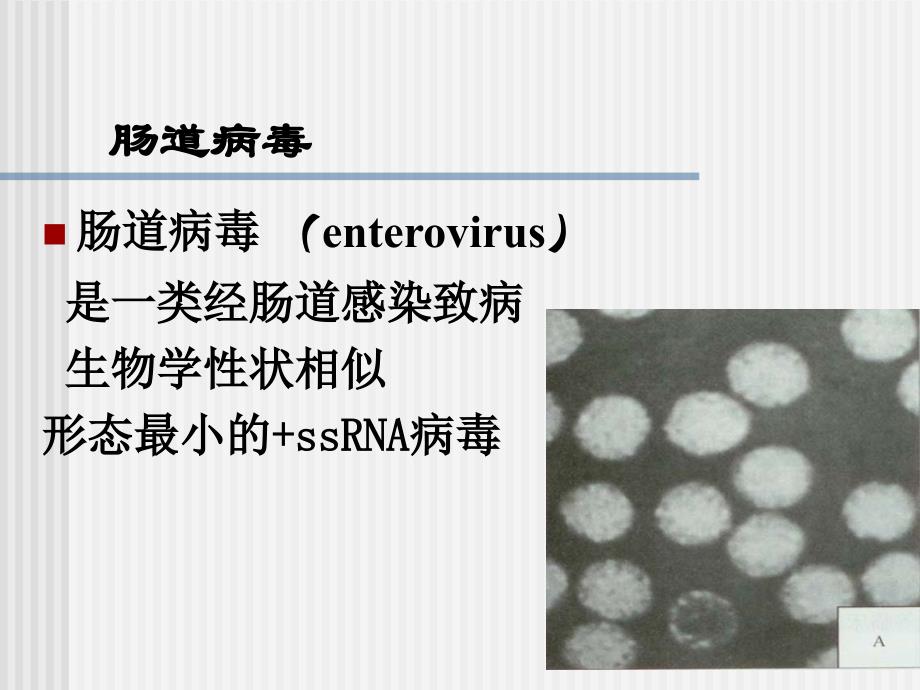 肠道病毒课件_第3页