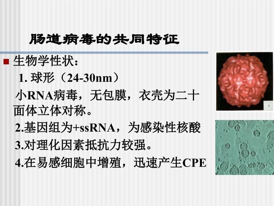 肠道病毒课件_第5页