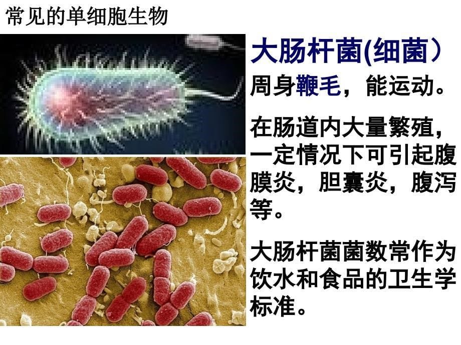 教学比武单细胞生物课件_第5页