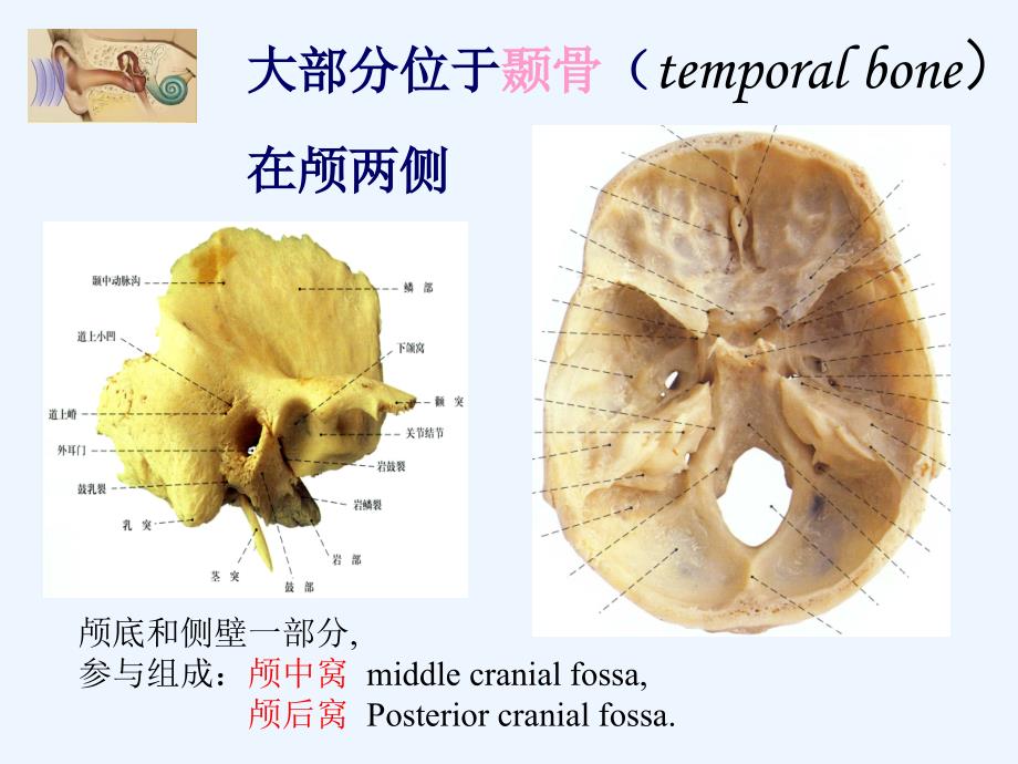 耳的应用解剖_第3页