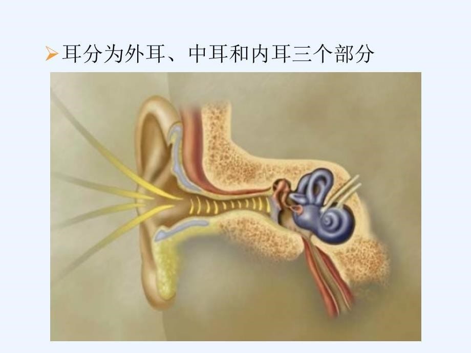 耳的应用解剖_第5页