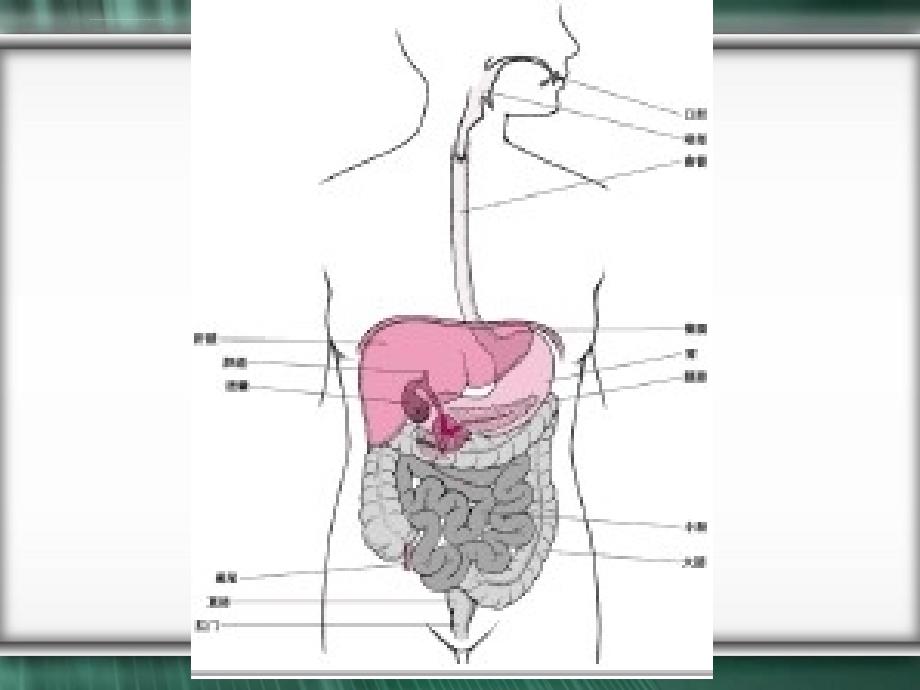 作用于消化系统药物课件_第3页