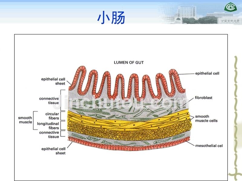 细胞连接_第3页