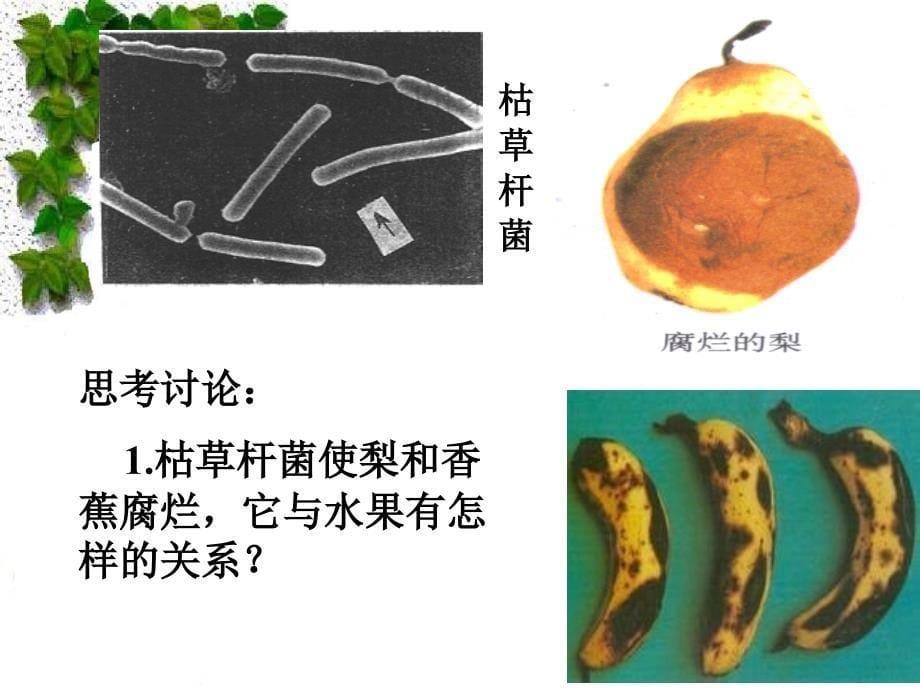 八级生物细菌和真菌在生物圈中的作用课件_第5页