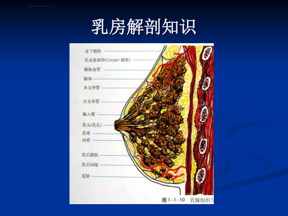 乳腺x线精品图片诊断课件_第2页