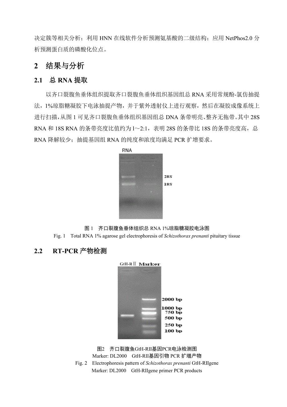 四川农业大学本科毕业论文-齐口裂腹鱼gth-rⅱ基因的克隆及其序列分析刘永贵_第5页