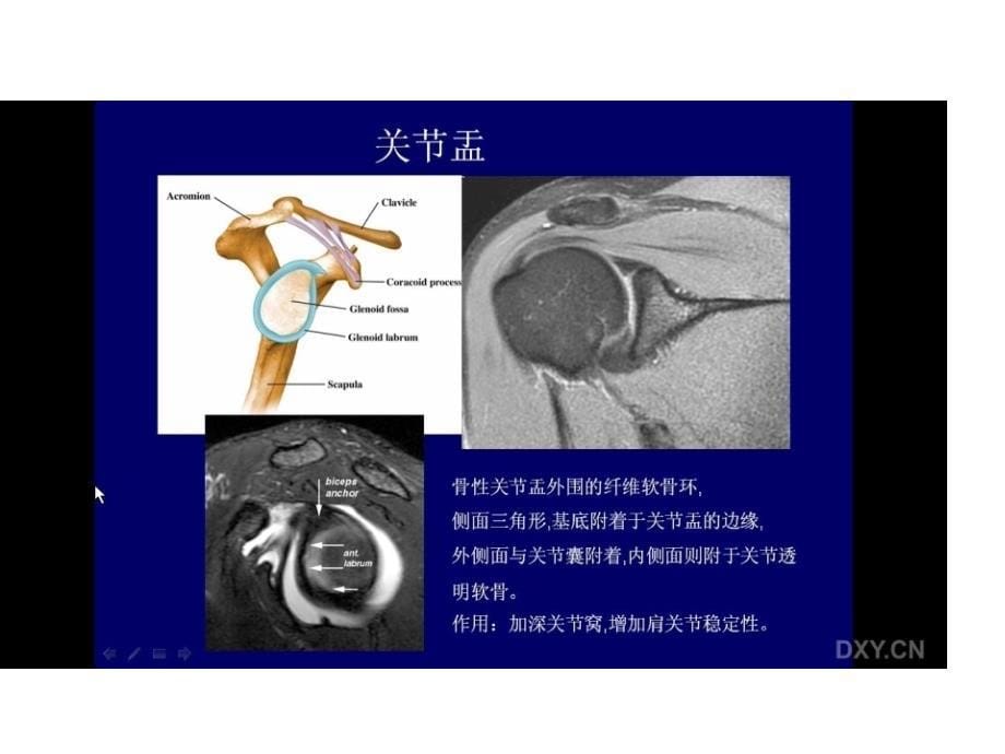 肩关节解剖及肌腱病mr诊断要点课件_第5页