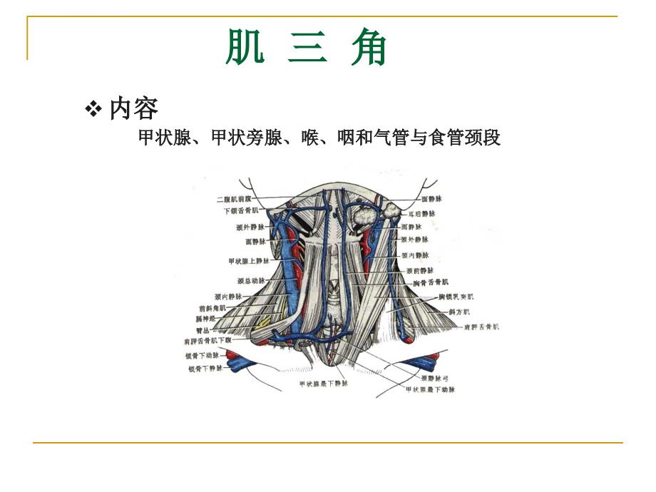 肌三角颈根部课件_第3页