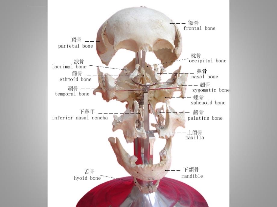 口腔面颈部系统解剖其它颅骨课件_第2页