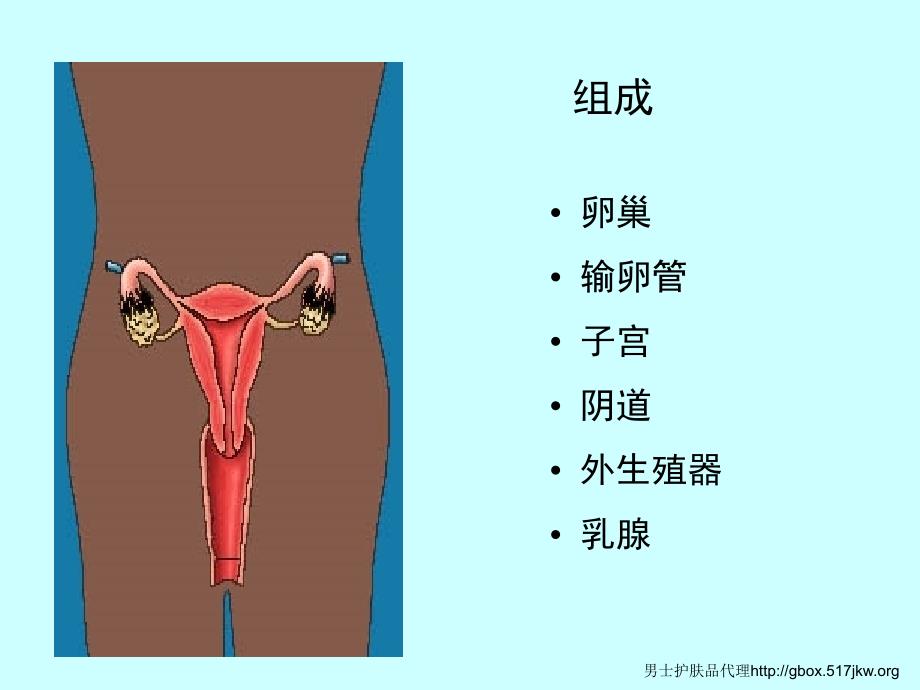 女性生殖系统的组成课件_第2页