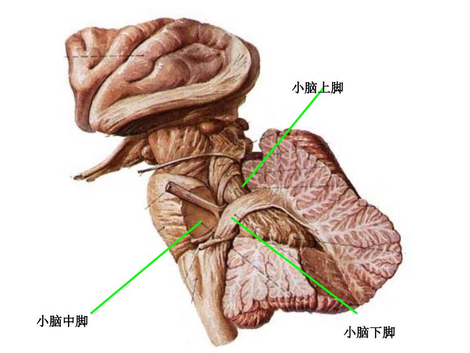 小脑间脑和端脑解剖生理学课件_第3页