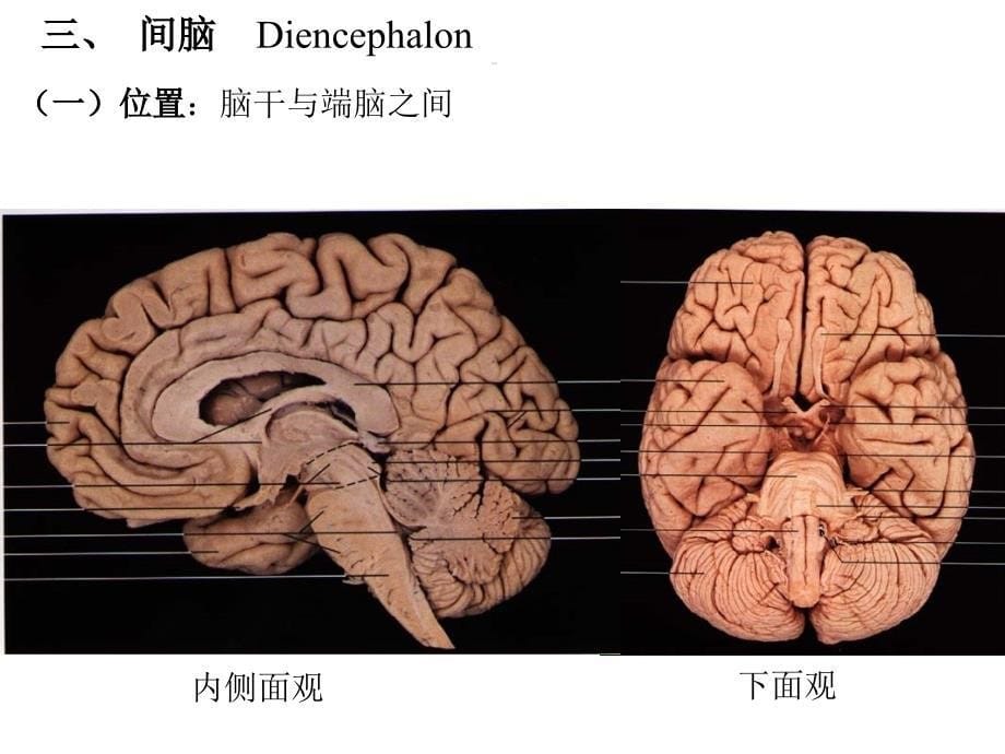 小脑间脑和端脑解剖生理学课件_第5页